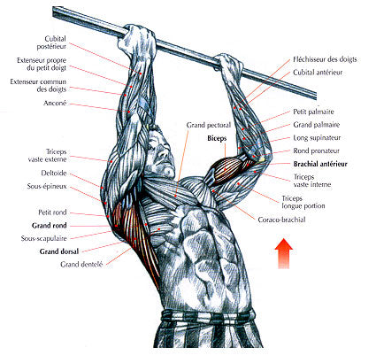 Barre Fixe Musculation
